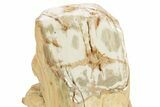 Triassic-Age Petrified Wood Log - Madagascar #379257-2